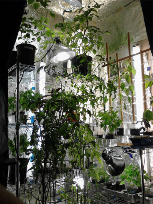 my indoor garden pic