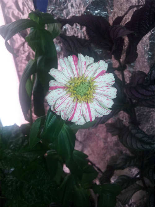 Candy Cane Zinnia