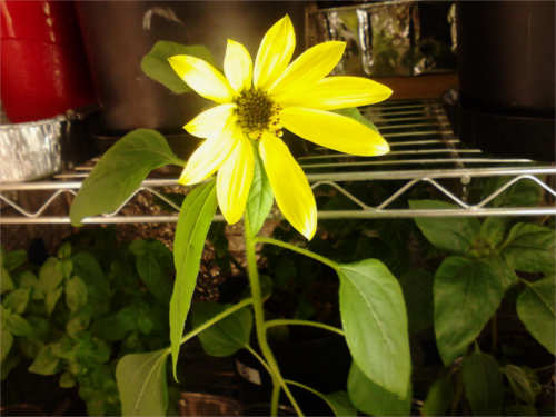 Maximilian Yellow Sunflower