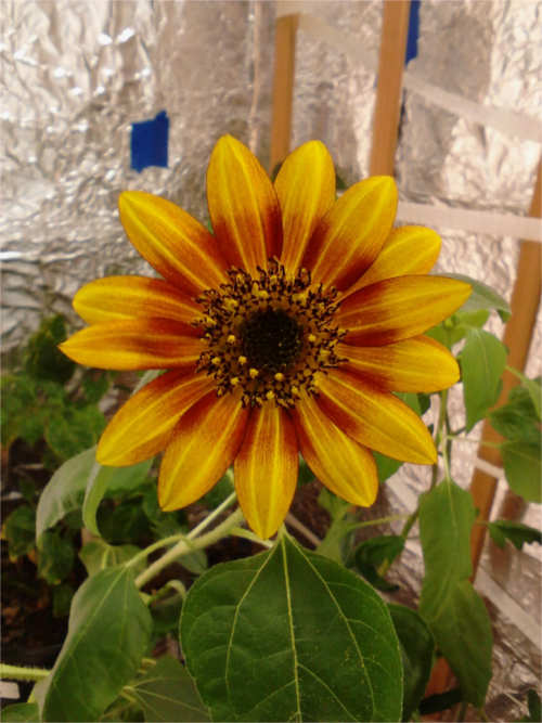 Sunset Red Giant Sunflower