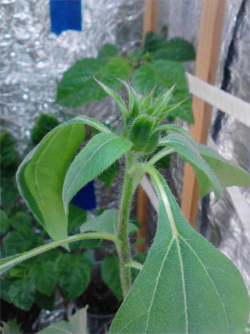 Giant Yellow Sunflower #2