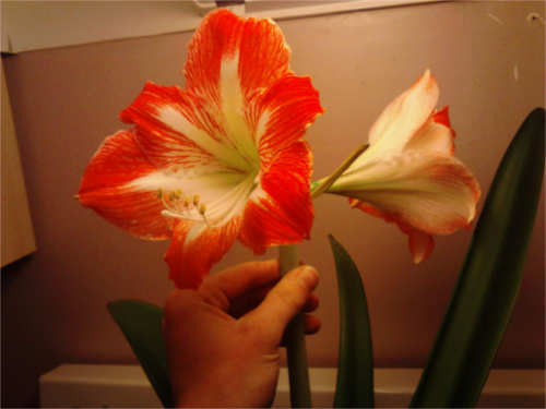 Amaryllis Minerva (Red)