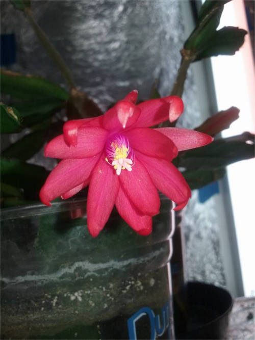 Schlumbergera buckleyi (Red)