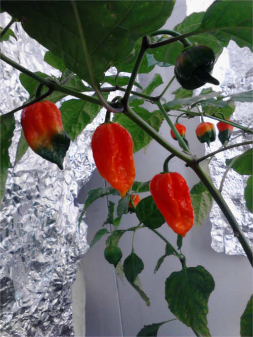 Trinidad Scorpion Butch T Pepper plant with 8 pods in view
