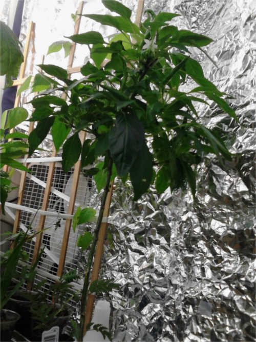 Thai Hot Pepper Plant 1st generation