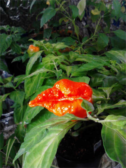 Ghost Pepper / Bhut Jolokia Pepper