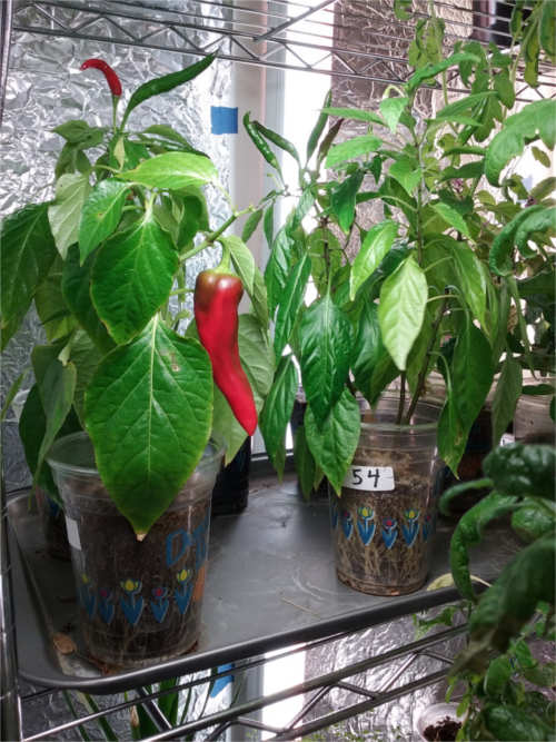 Numex [not so] Big Jim