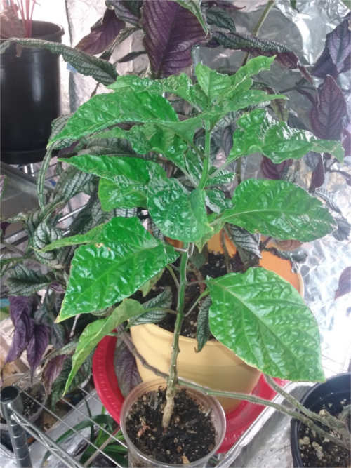 Young Carolina Reaper pepper plant
