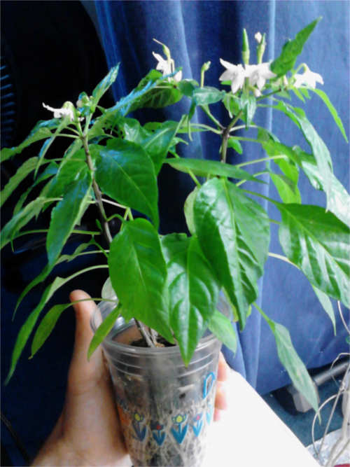 Thai Butch Hybrid (accidental)