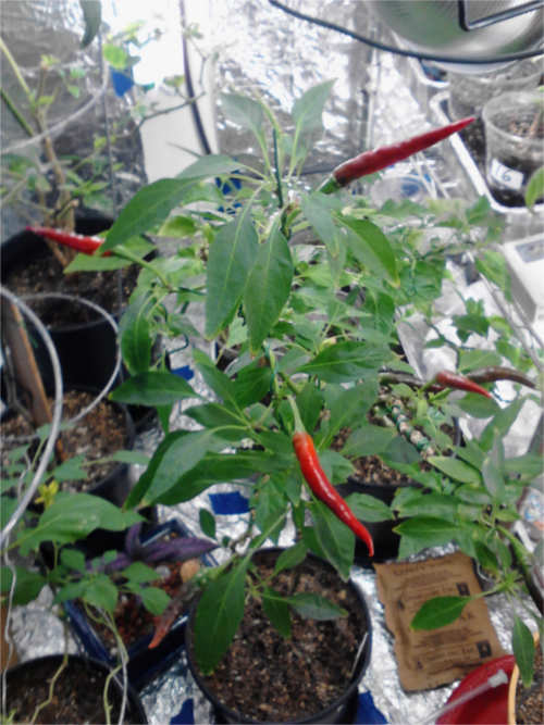 Thai Hot Pepper Plant 2nd generation