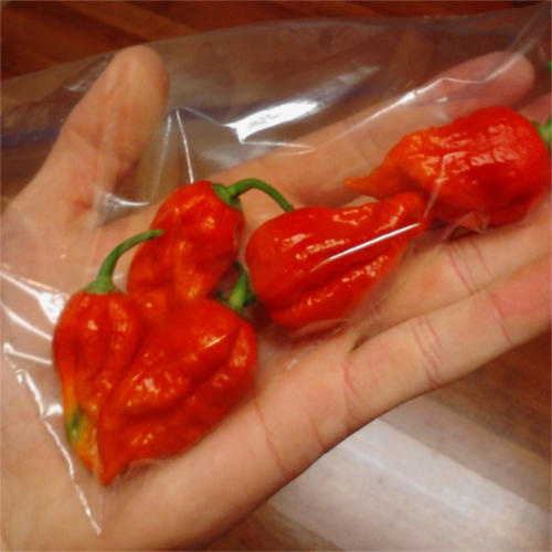 Trinidad Scorpion Butch T Pepper harvest