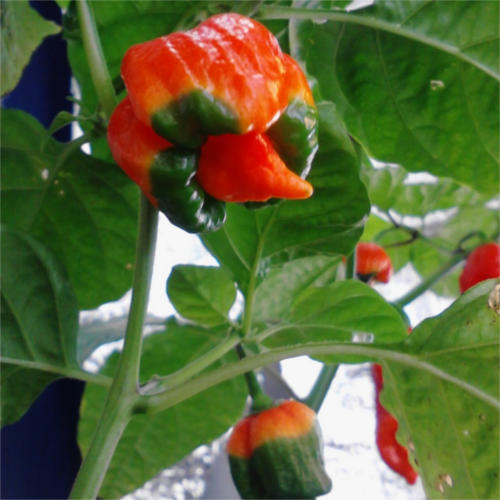 Trinidad Scorpion Butch T pic from my Instagram account (hence 500x500 dimensions)