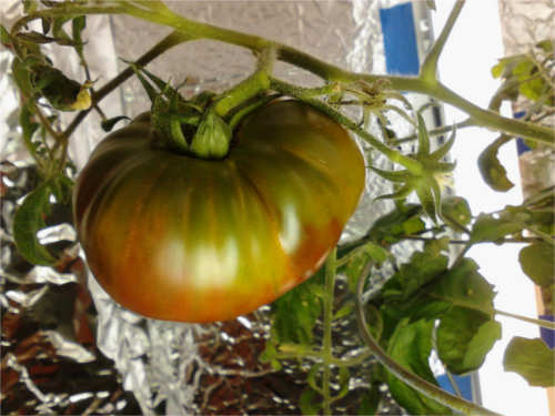 Ananas Noire Tomato fruit