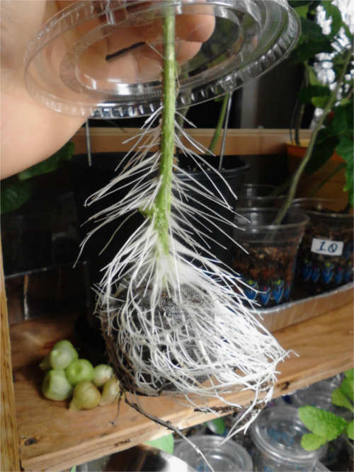 Cloning the Ananas Noire in a Dutch Bros Coffee cup (root stimulation)