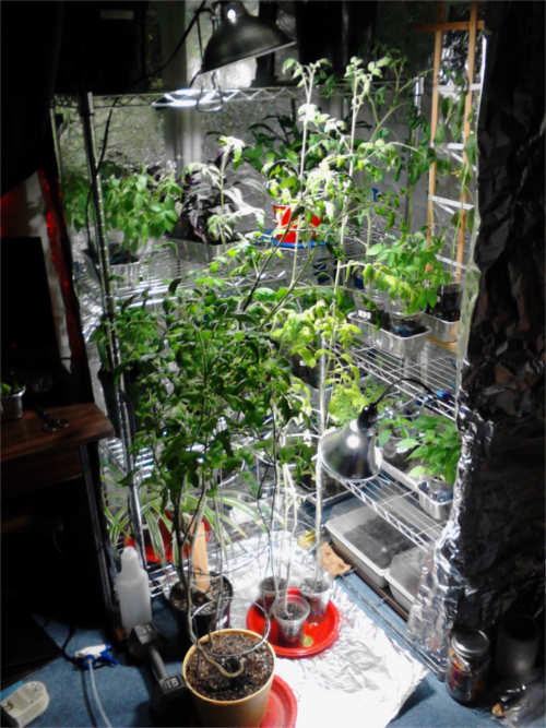 Beefsteak Tomato x3 on the right of the Ananas Noire Tomato